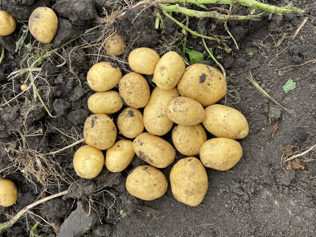 фотография продукта Кубанская картошка, урожай 2025