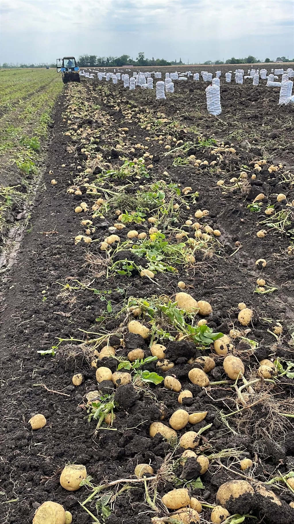 кубанская картошка, урожай 2025 в Краснодаре и Краснодарском крае 2