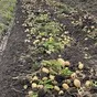 кубанская картошка, урожай 2025 в Краснодаре и Краснодарском крае 2