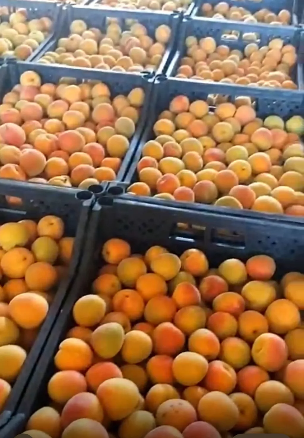 абрикосы королевские, урожай 2025 в Краснодаре и Краснодарском крае 2