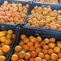 абрикосы королевские, урожай 2025 в Краснодаре и Краснодарском крае 2