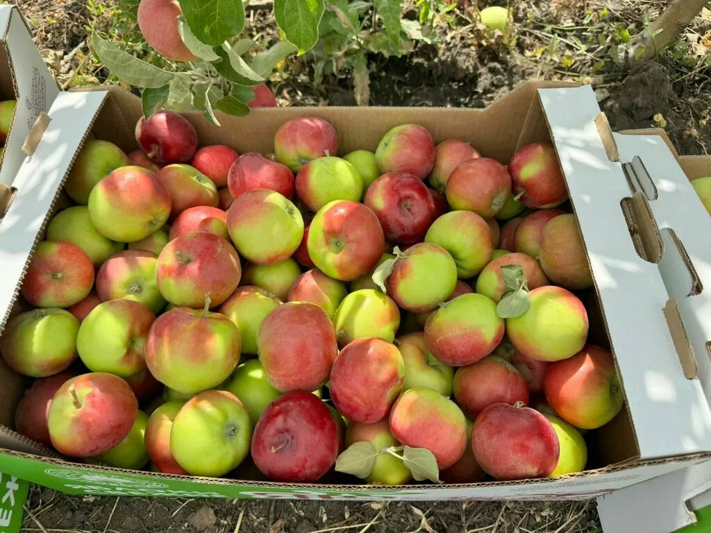 фотография продукта Свежие яблоки оптом урожай 2025 года.