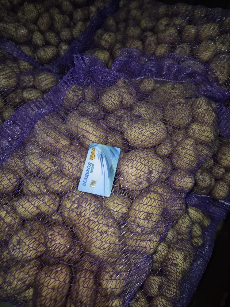 картофель 2025 в Брянске 3