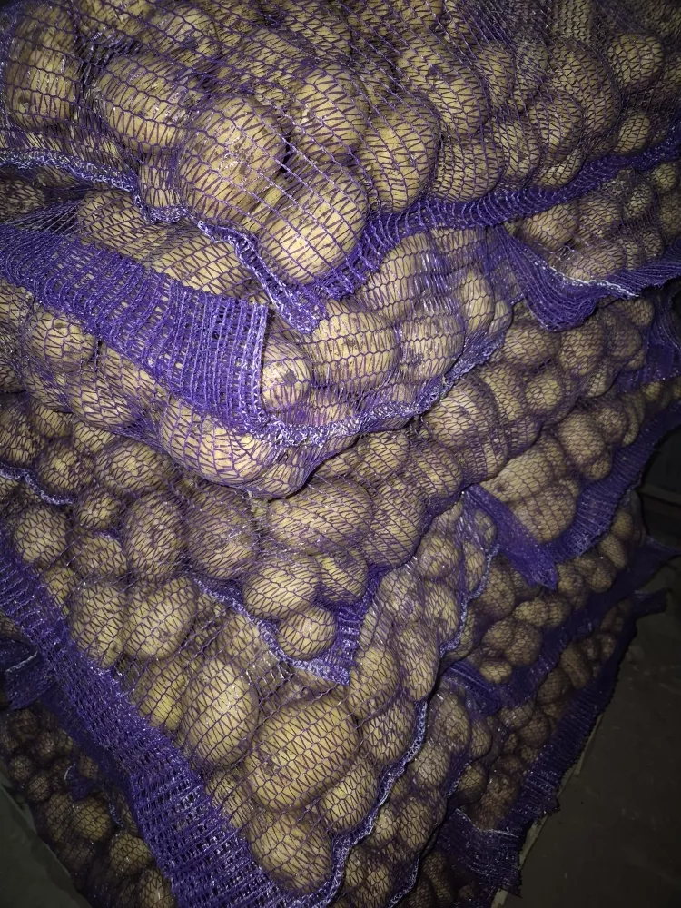 картофель 2025 в Брянске 2