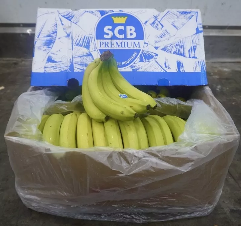 фотография продукта Бананы из европы (поставка 6-8 дней)