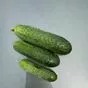 огурцы свежие оптом в Волгограде 5