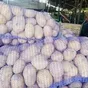 качественный картофель оптом в Ярославле и Ярославской области 2