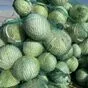 капуста в Нижнем Новгороде 2