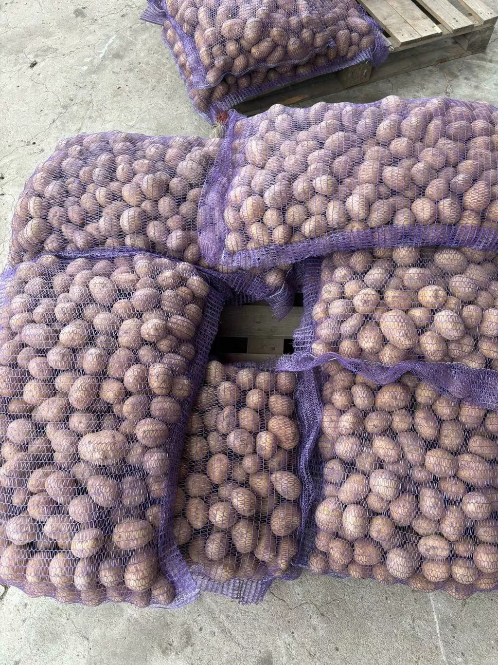 картофель свежий продовольственный к.ан в Москве 7