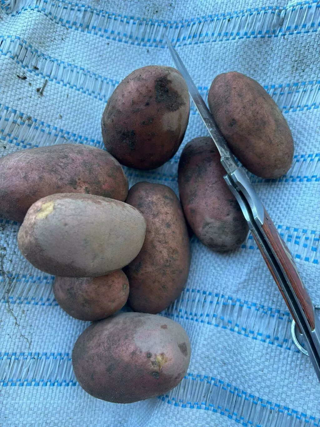 картофель свежий продовольственный к.ан в Москве 6