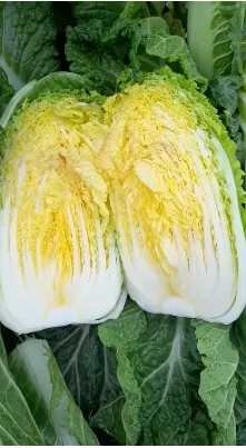 фотография продукта Капуста пекинская