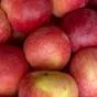 яблоки свежие.  в Москве 5