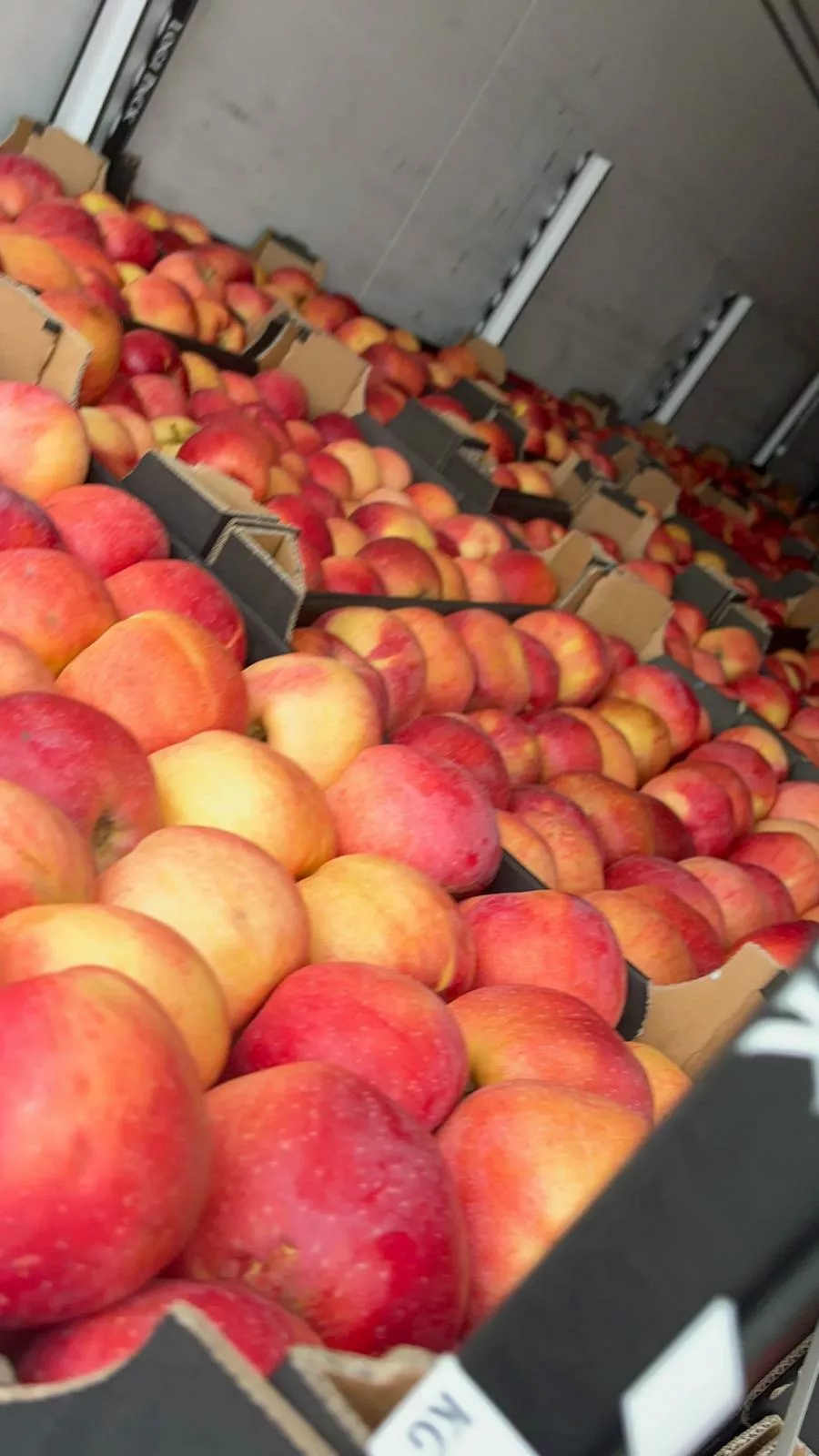 яблоки свежие.  в Москве 3