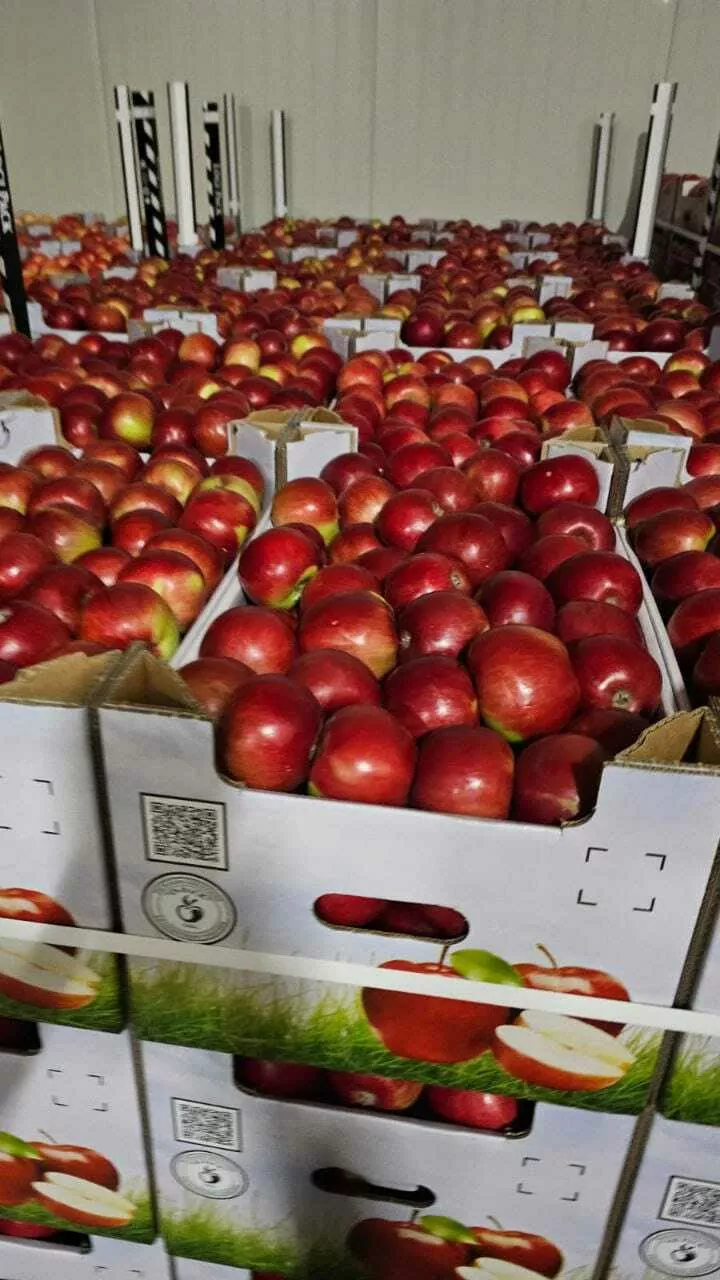 фотография продукта Яблоки свежие. 