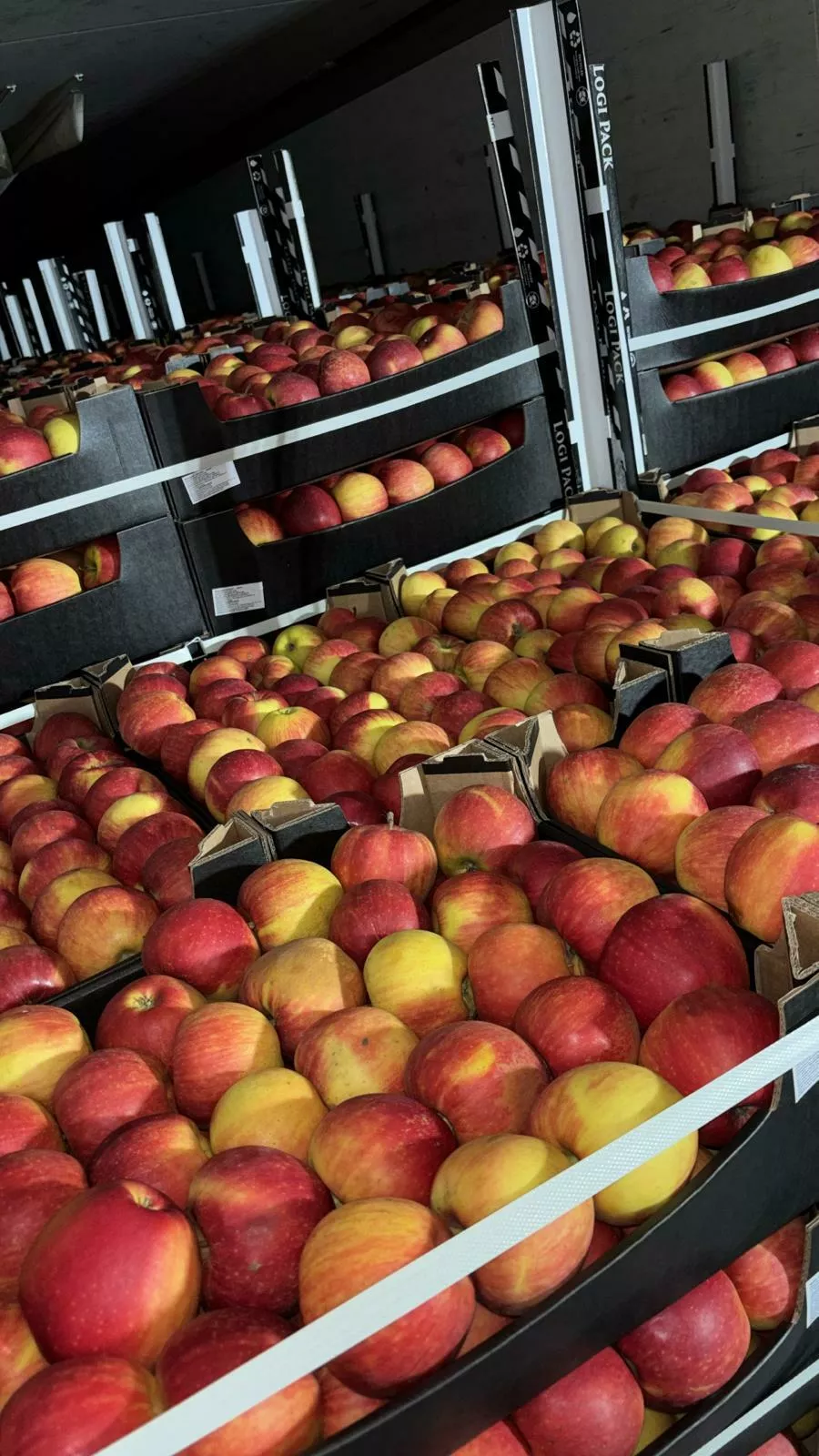 яблоки свежие.  в Москве 2