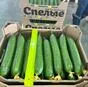тепличный огурец гладкий мева в Казани и Республике Татарстан 6