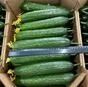 тепличный огурец гладкий мева в Казани и Республике Татарстан 5