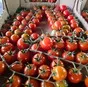 томат черри тепличный в Казани и Республике Татарстан 4