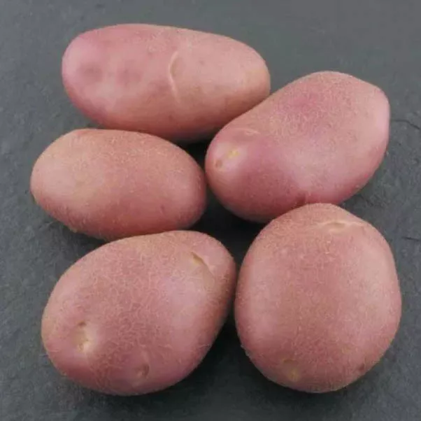 фотография продукта Овощи оптом с алтая