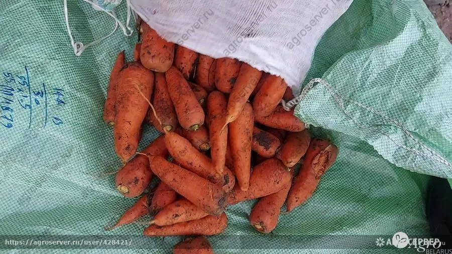 морковь столовая свежая в Москве 6