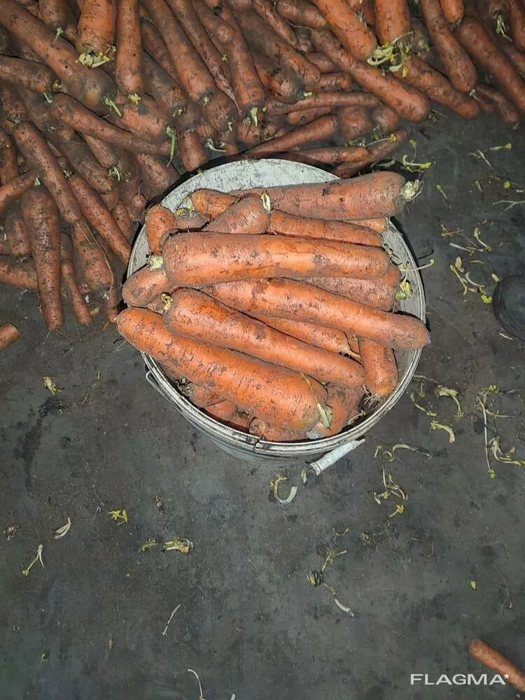 морковь столовая свежая в Москве 4