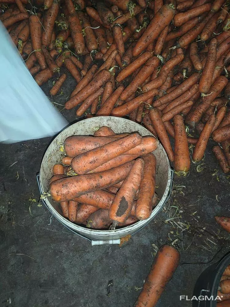 морковь столовая свежая в Москве 3