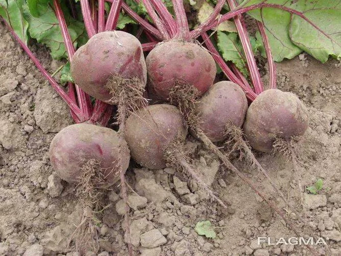 фотография продукта Свкла столовая свежая