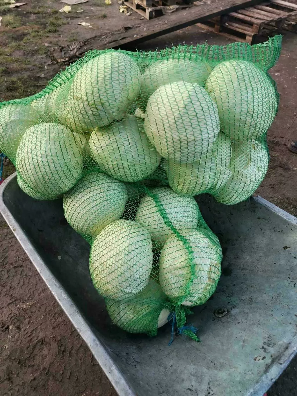 фотография продукта Капуста б/к сетевого качества