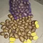 картофель свежий беларусь в Москве 9