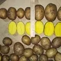 картофель свежий беларусь в Москве 6