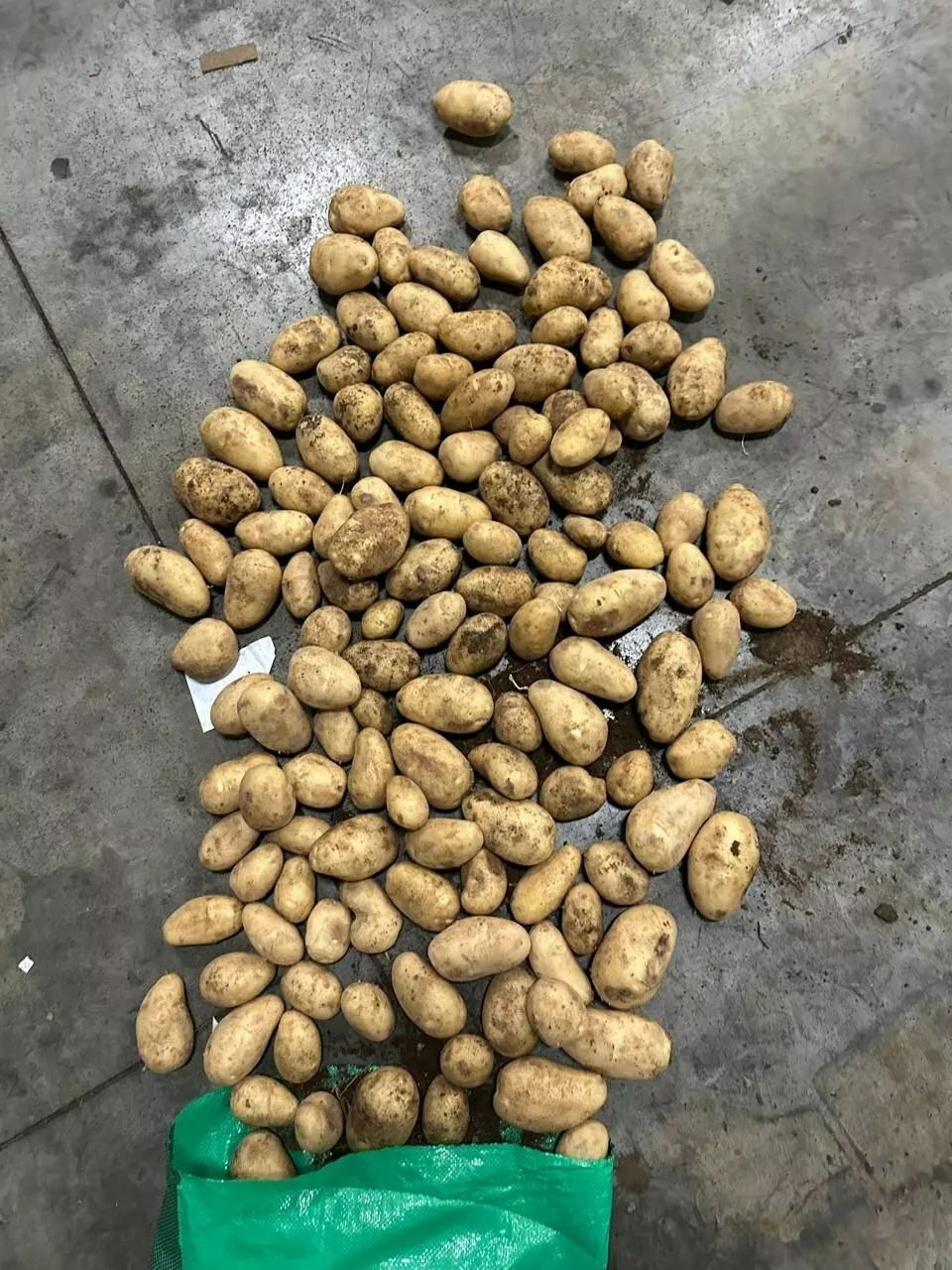 Фотография продукта Картофель spunta (египет)