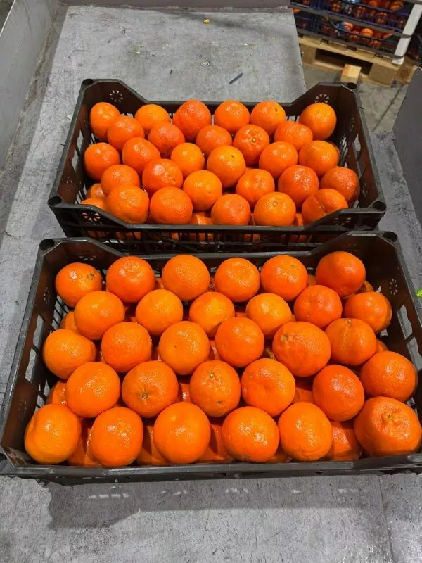 Фотография продукта Мандарины (египет)