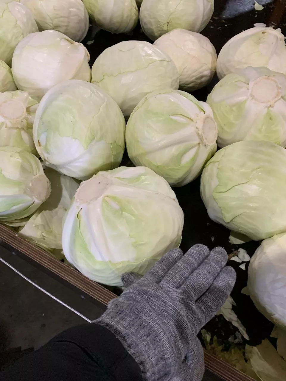 Фотография продукта Капуста белокачанная качество опт