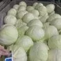 капуста белокач. много, возвраты с сетей в Москве