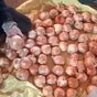 лук  в Волгограде и Волгоградской области 3
