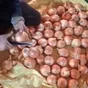 лук  в Волгограде и Волгоградской области