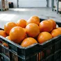 апельсины свежие опт в Новороссийске