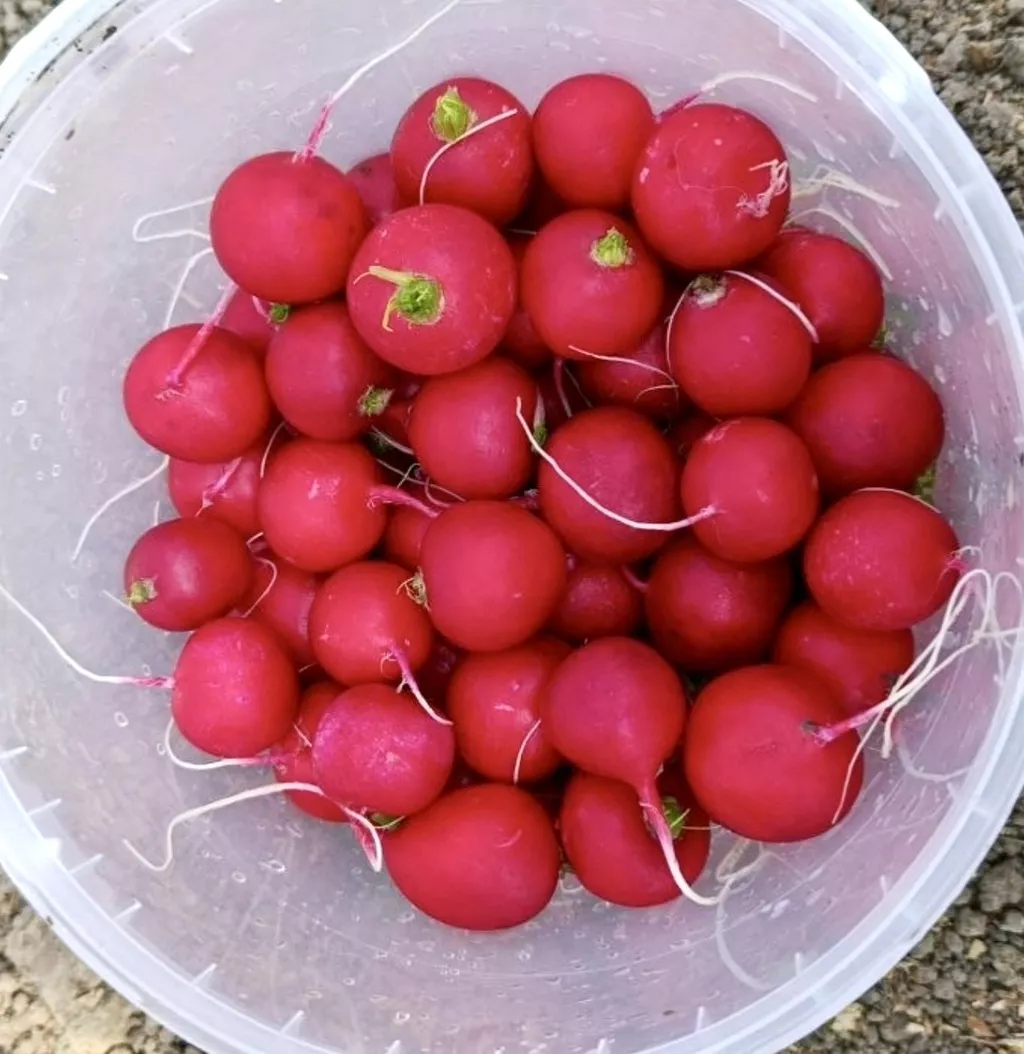 Фотография продукта Свежий редис оптом