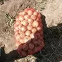 лук репчатый в Узбекистане 2