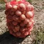 лук репчатый в Узбекистане