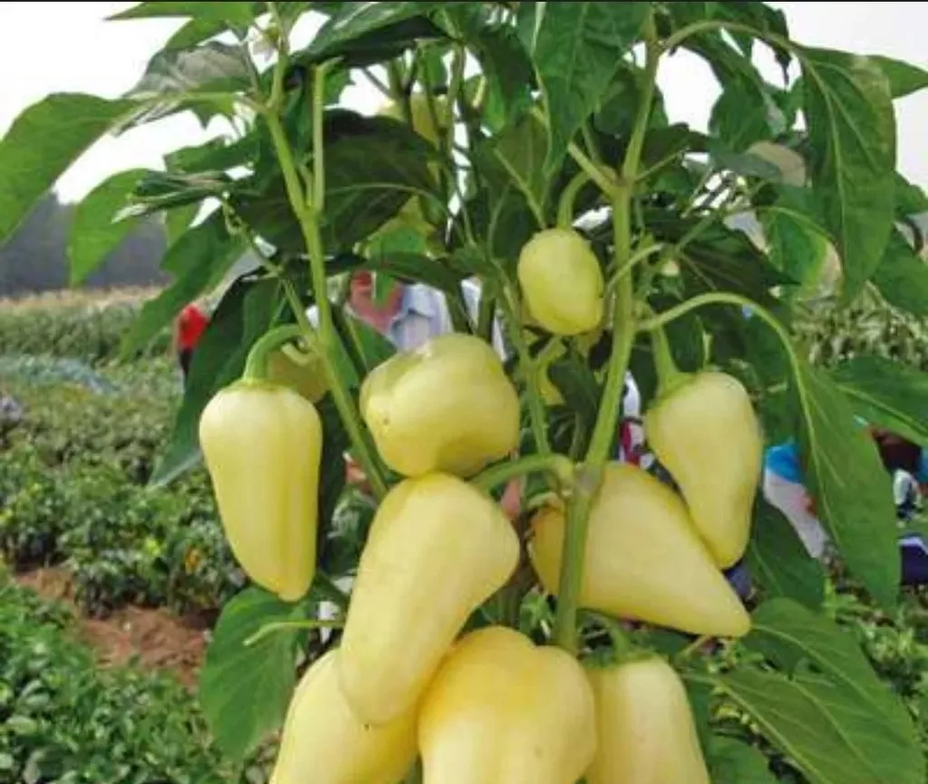 фотография продукта Перец плутон 