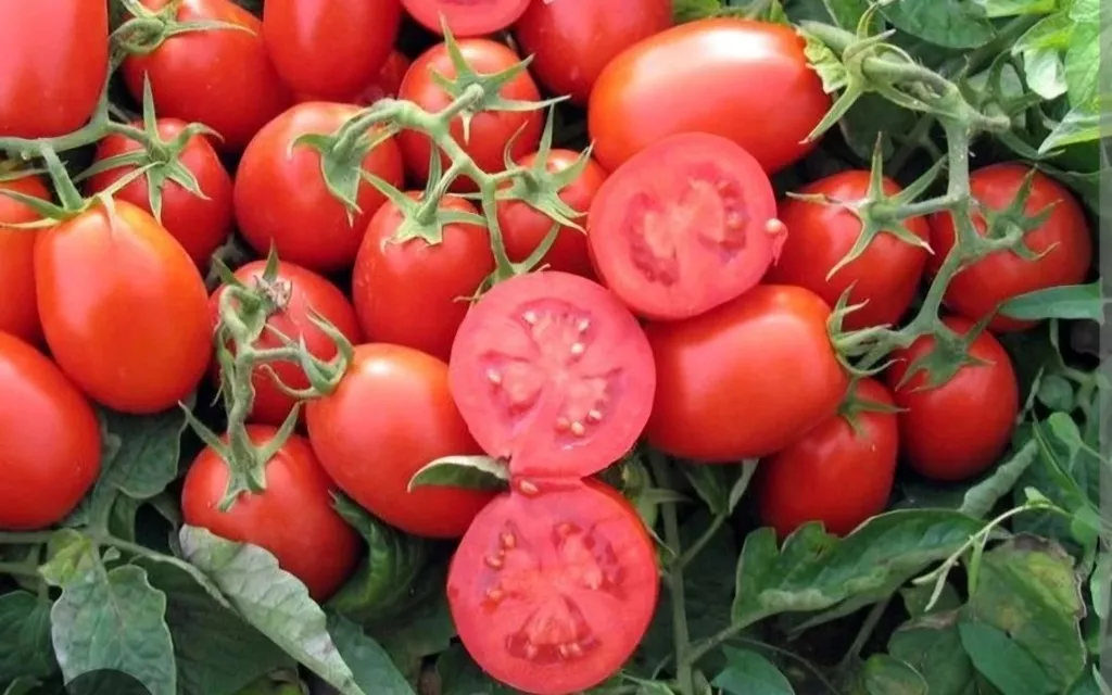 Фотография продукта Томат хайнц 