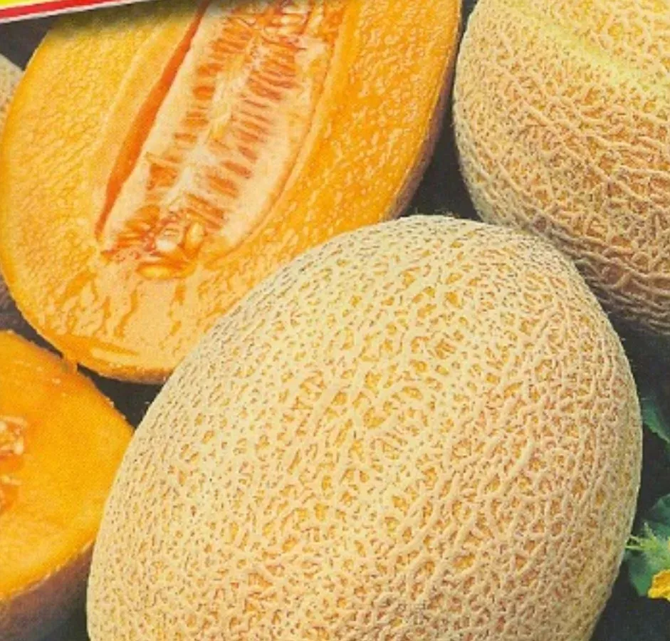 Фотография продукта Дыня мирон