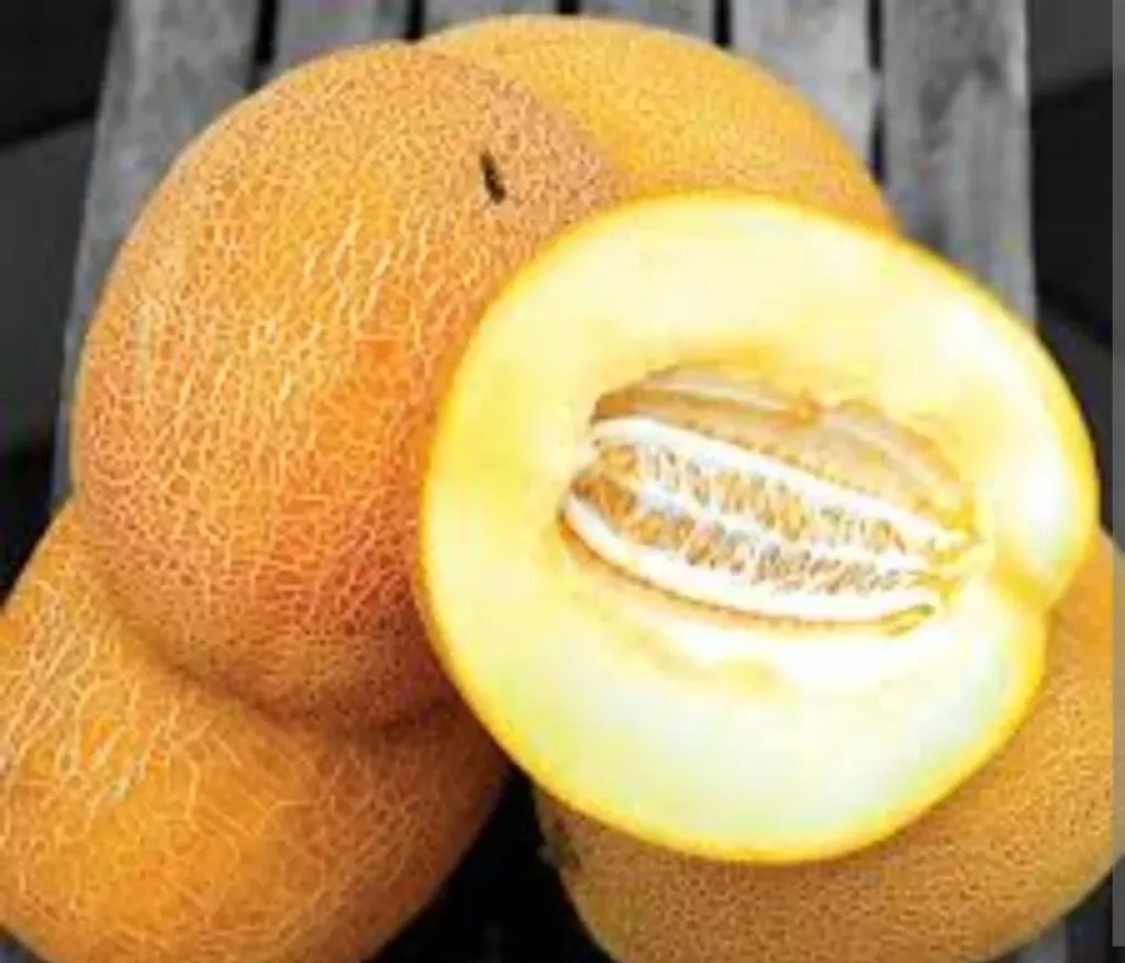 фотография продукта Дыня нево