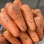 морковь столовая оптом (тт-агро) в Ростове-на-Дону и Ростовской области 3