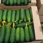огурцы свежие тепличные оптом в Краснодаре и Краснодарском крае
