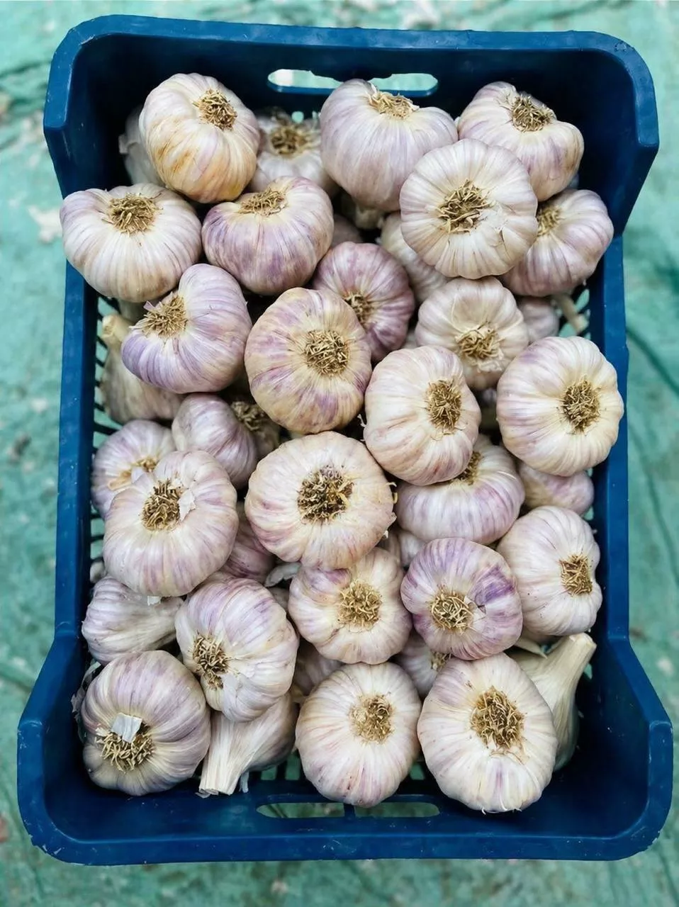 Фотография продукта Чеснок 