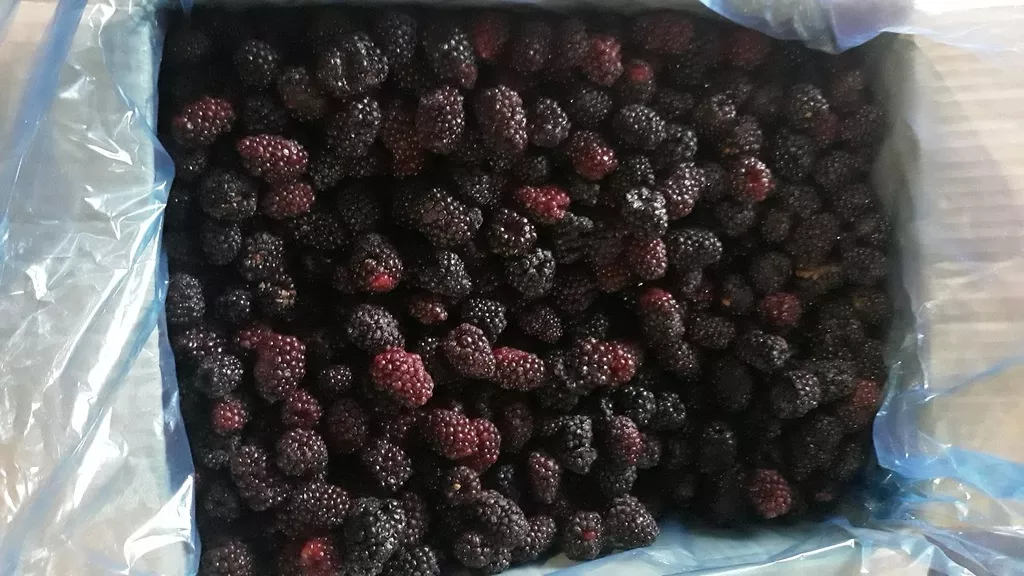 Фотография продукта Ежевика