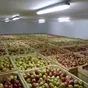 конвертер этилена с озонированием в Республике Беларусь 2