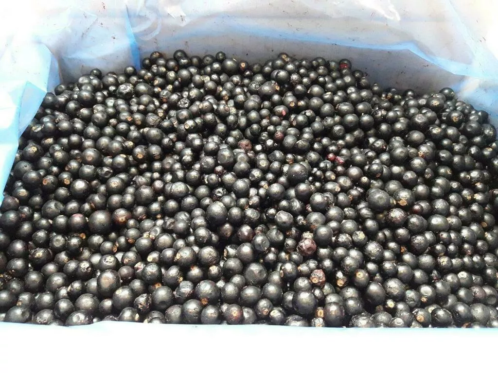 Фотография продукта Черная смородина (китай)